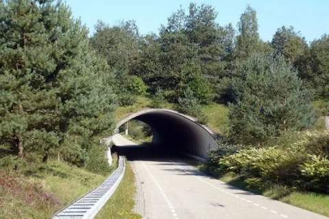 pleidooi voor een natuurverbinding over of onder de N403 in Stekene