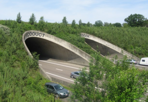 pleidooi voor een natuurverbinding over of onder de N403 in Stekene