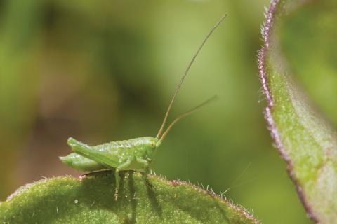 Insecten in de kijker 