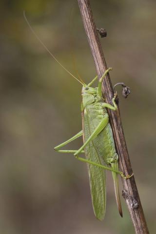 Insecten in de kijker 