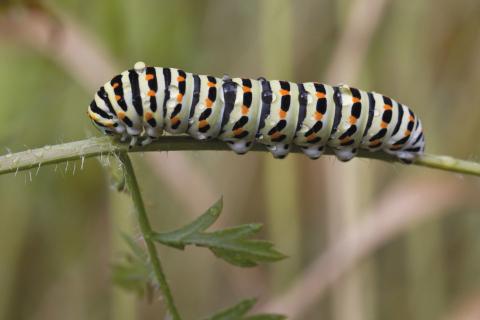 Insecten in de kijker 