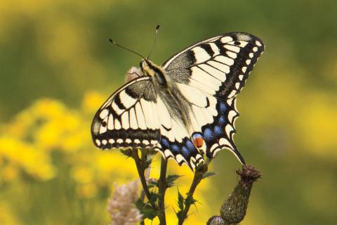 Insecten in de kijker 