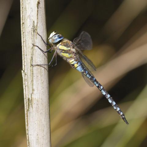 Insecten in de kijker 