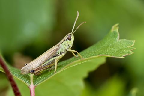 Insecten in de kijker 