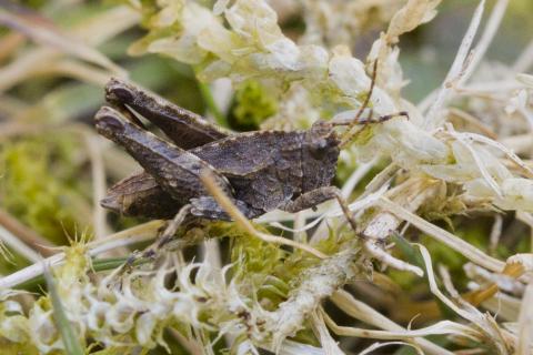 Insecten in de kijker 