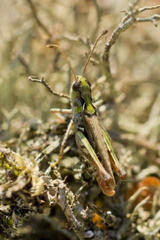 Insecten in de kijker 