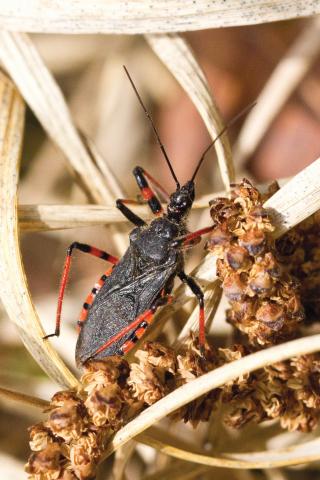 Insecten in de kijker 