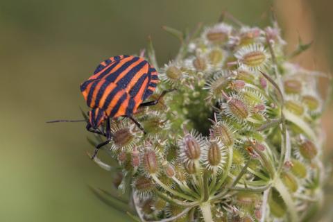 Insecten in de kijker 