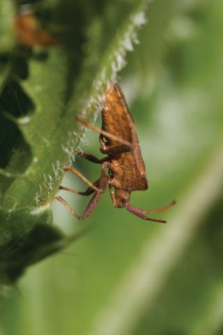 Insecten in de kijker 