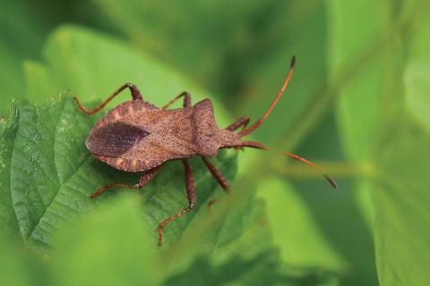 Insecten in de kijker 