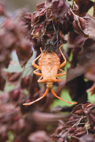 Insecten in de kijker 