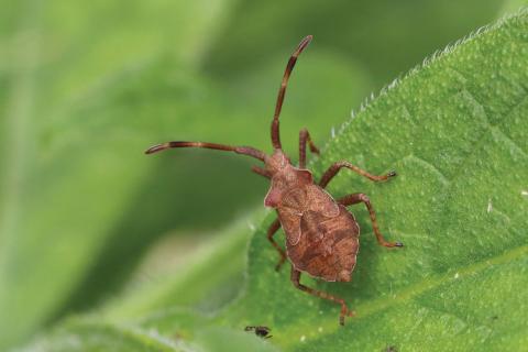 Insecten in de kijker 