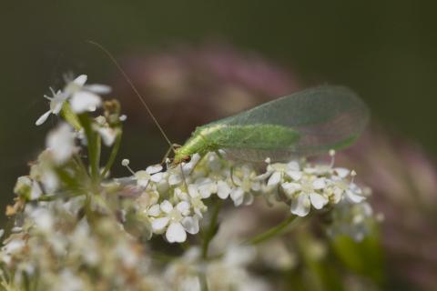 Insecten in de kijker 