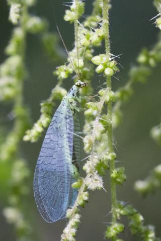 Insecten in de kijker 