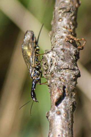 Insecten in de kijker 