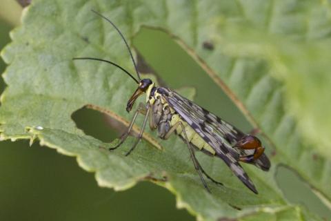 Insecten in de kijker 