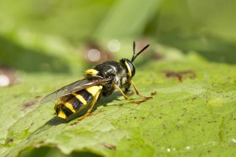 Insecten in de kijker 