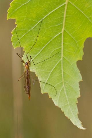 Insecten in de kijker 