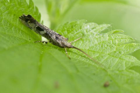 Insecten in de kijker 