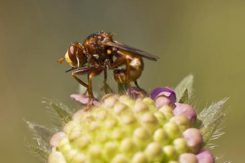 Insecten in de kijker 