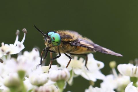 Insecten in de kijker 