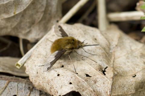 Insecten in de kijker 