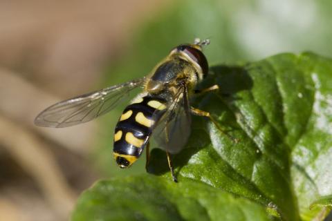 Insecten in de kijker 