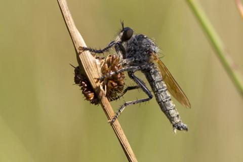 Insecten in de kijker 