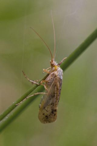 Insecten in de kijker 