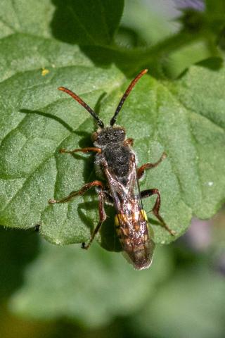 Insecten in de kijker 