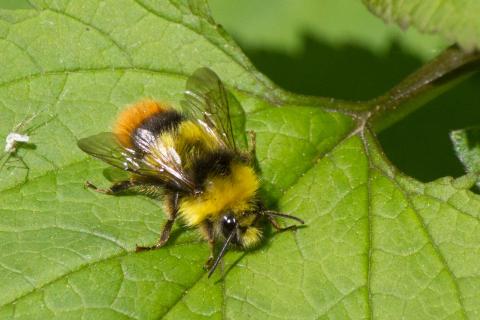 Insecten in de kijker 