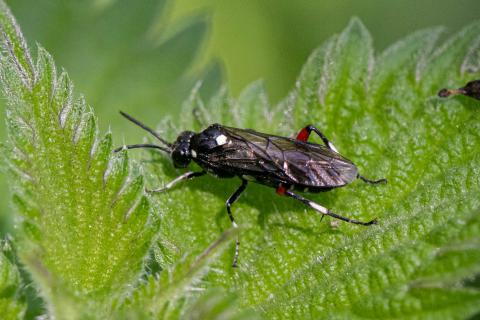 Insecten in de kijker 