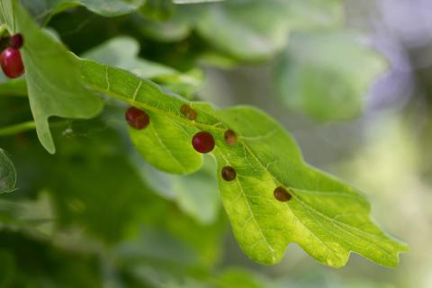 Insecten in de kijker 