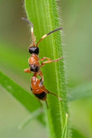 Insecten in de kijker 