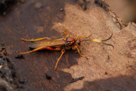 Insecten in de kijker 