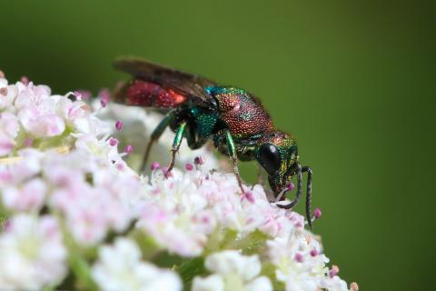 Insecten in de kijker 