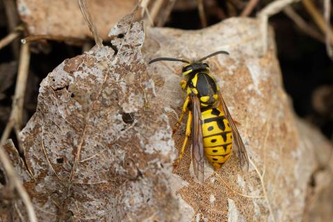 Insecten in de kijker 