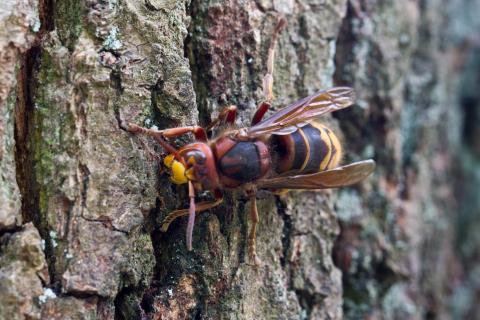 Insecten in de kijker 