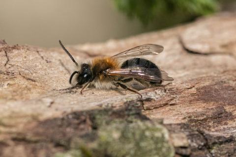 Insecten in de kijker 