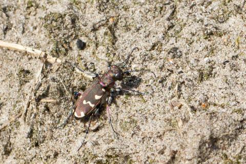 Insecten in de kijker 