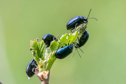 Insecten in de kijker 