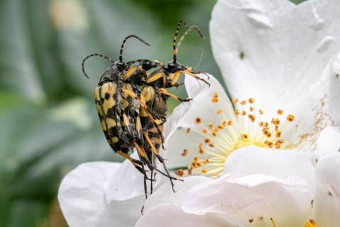 Insecten in de kijker 