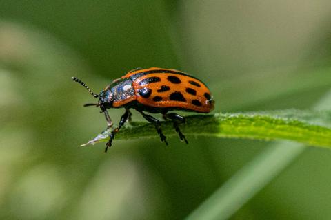 Insecten in de kijker 