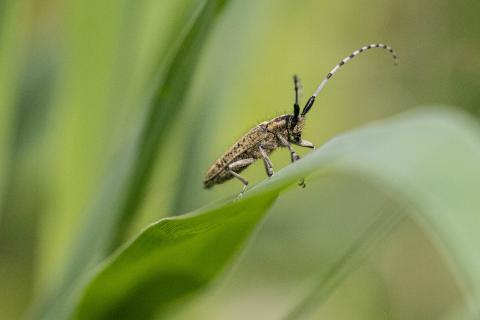 Insecten in de kijker 