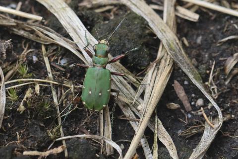 Insecten in de kijker 