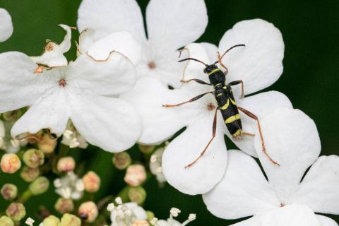 Insecten in de kijker 