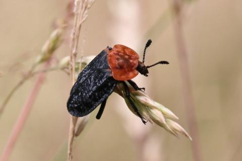 Insecten in de kijker 