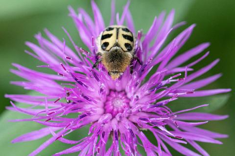 Insecten in de kijker 