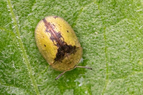 Insecten in de kijker 