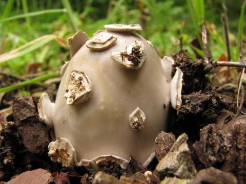 Paddenstoelen in De Roomakker te Tielrode (Deel I)